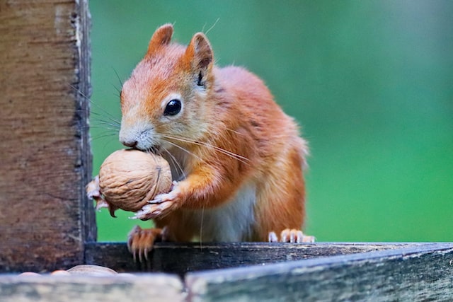 How Much do Squirrels Weigh